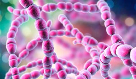 beta-hemolytic streptococcus|Enfermedad causada por el estreptococo del grupo B.